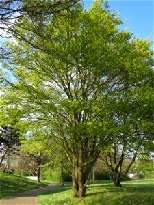Feldahorn (Acer campestre) im Landesgartenschaupark Hockenheim