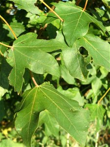 Feldahorn (Acer campestre) bei Hockenheim photo