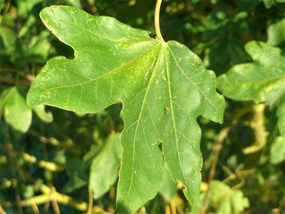 Feldahorn (Acer campestre) bei Hockenheim