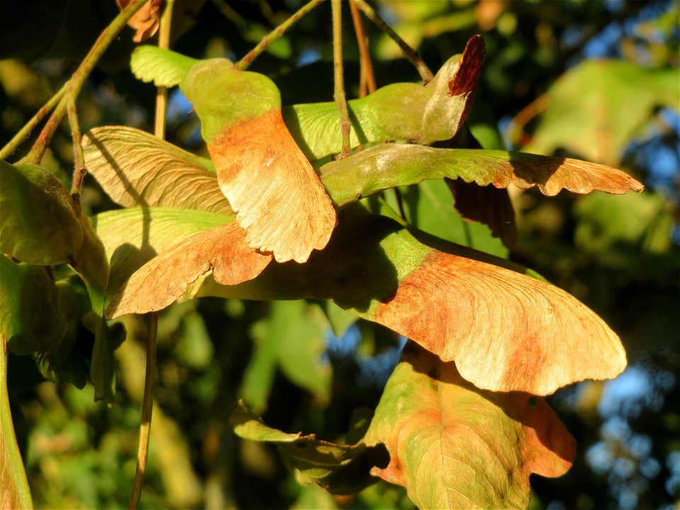 Feldahorn (Acer campestre) in Hockenheim