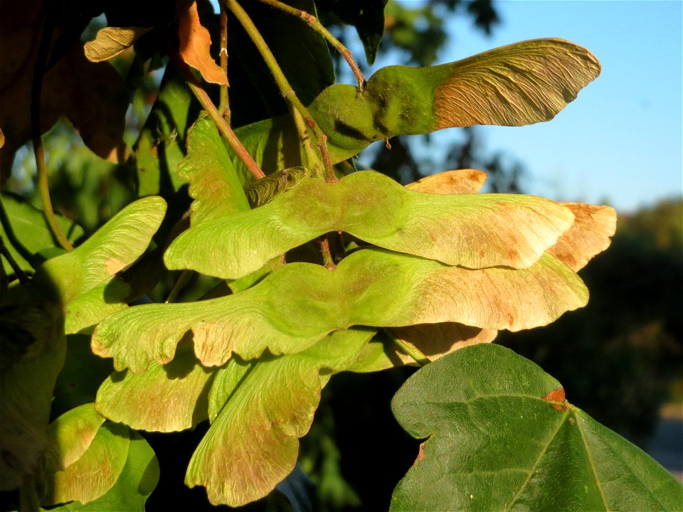 Feldahorn (Acer campestre) in Hockenheim