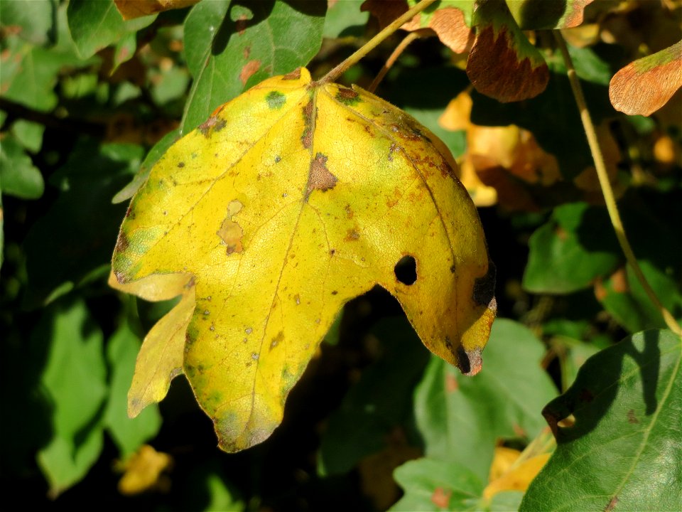 Schon herbstendes Feldahorn (Acer campestre) in Hockenheim