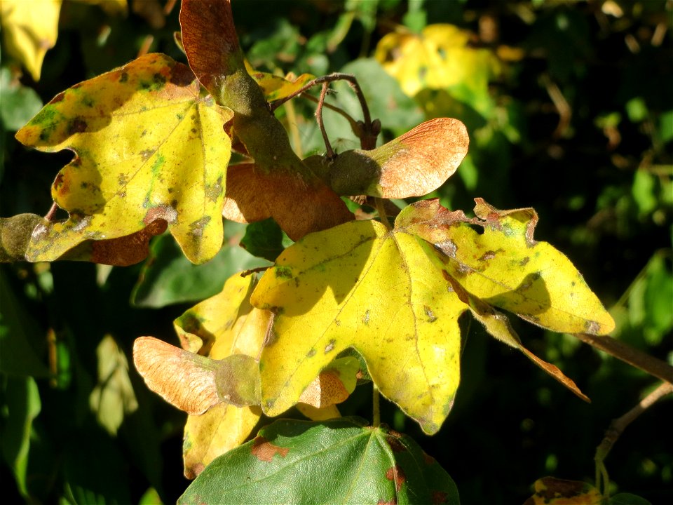 Schon herbstendes Feldahorn (Acer campestre) in Hockenheim