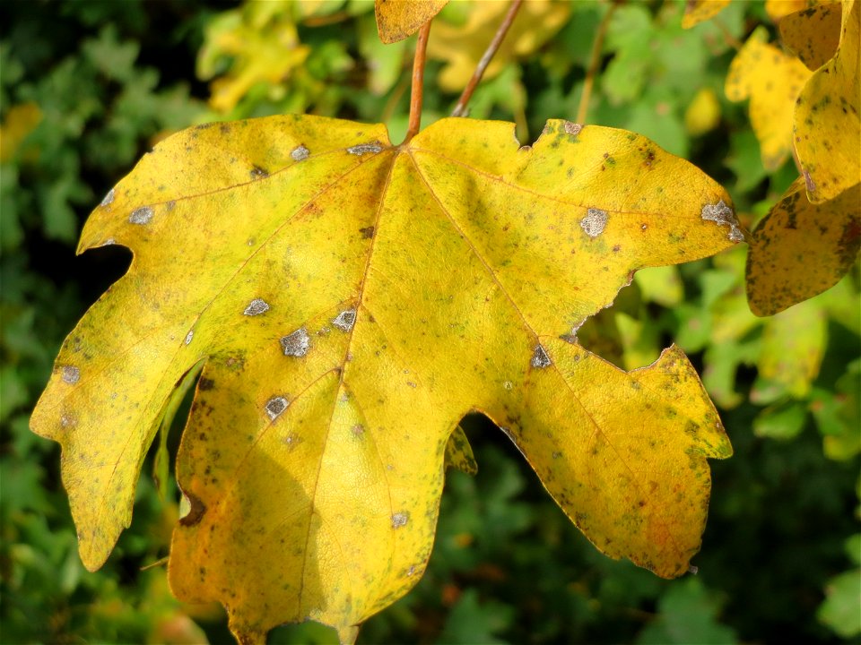 Feldahorn (Acer campestre) in Hockenheim