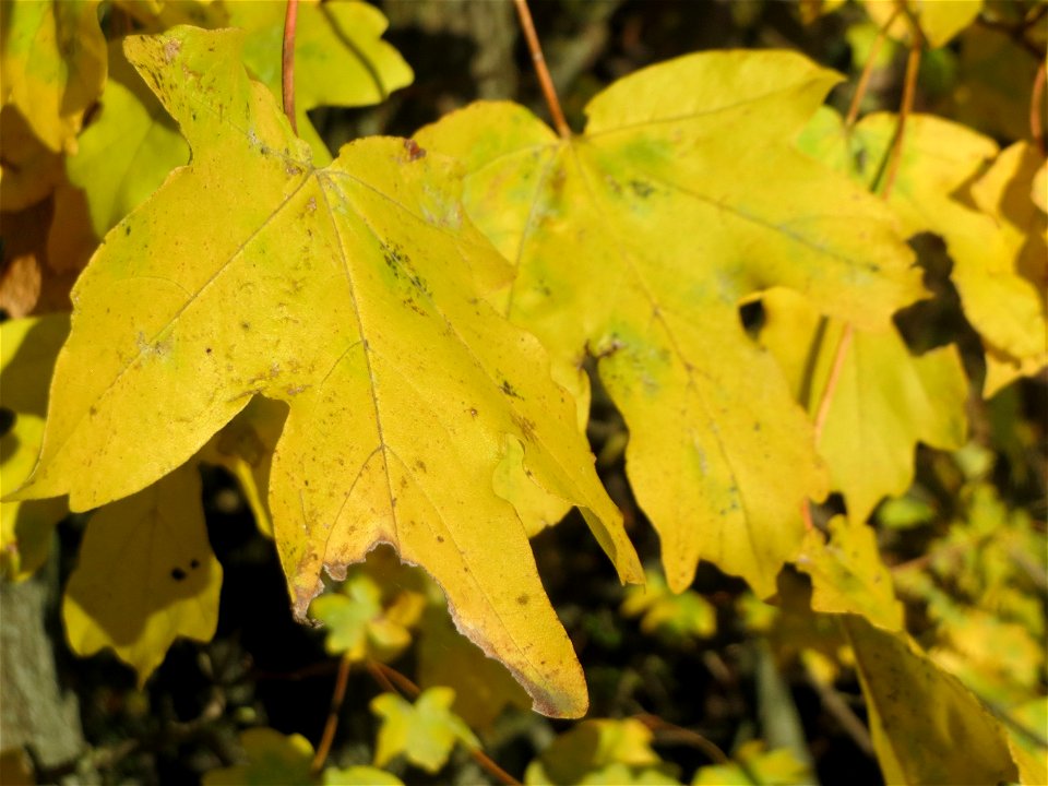Feldahorn (Acer campestre) bei Walldorf (Baden)