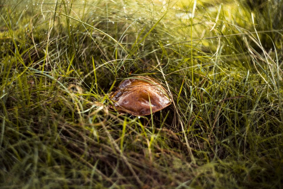 Autumn mushrooms red