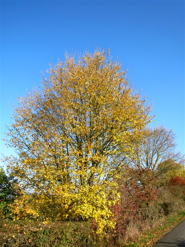 Feldahorn (Acer campestre) bei Walldorf (Baden)