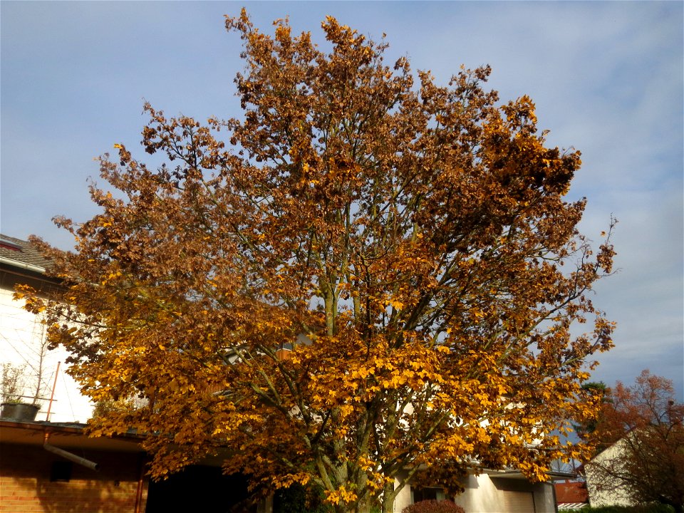 Feldahorn (Acer campestre) in Hockenheim