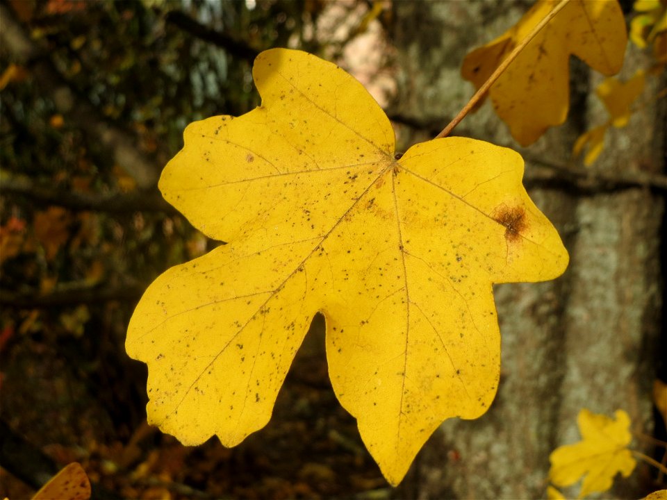 Feldahorn (Acer campestre) in Hockenheim