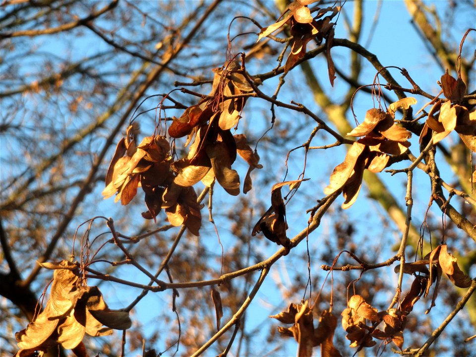 Feldahorn (Acer campestre) im Landesgartenschaupark Hockenheim photo