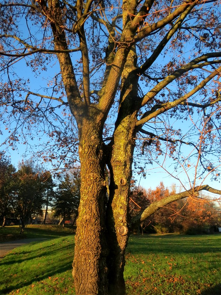 Feldahorn (Acer campestre) im Landesgartenschaupark Hockenheim photo