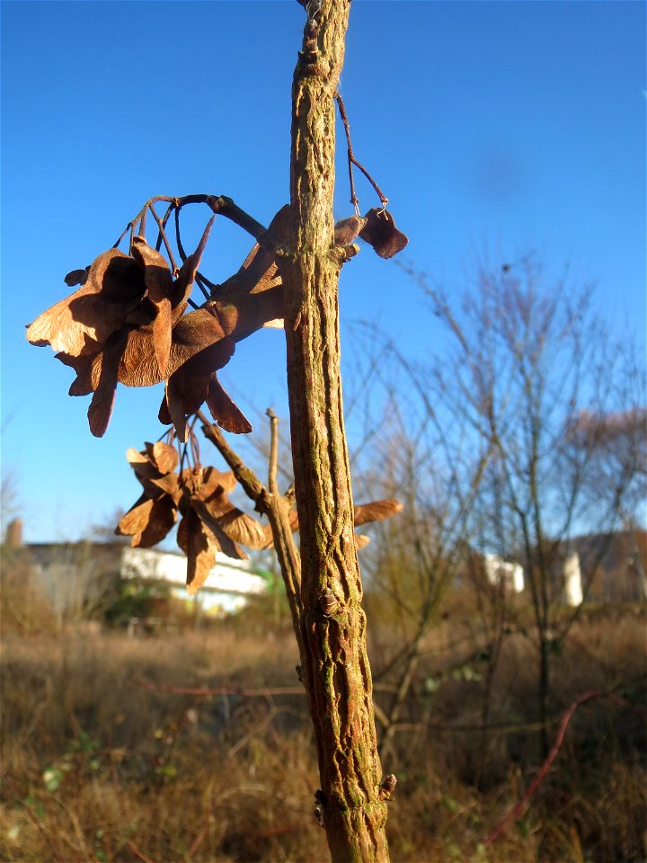 Feldahorn (Acer campestre) an der Saar in Saarbrücken