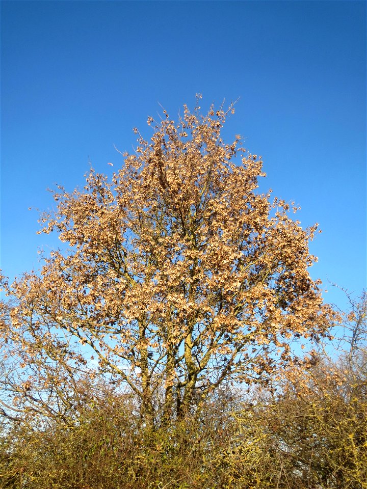 Feldahorn (Acer campestre) bei Reilingen