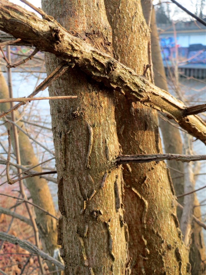 Feldahorn (Acer campestre) an der Saar in Saarbrücken - typisch sind die Korkleisten an der Rinde