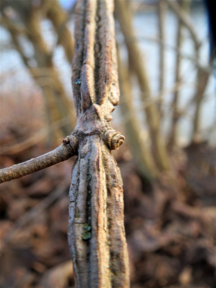 Feldahorn (Acer campestre) an der Saar in Saarbrücken - typisch sind die Korkleisten an der Rinde
