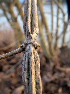 Feldahorn (Acer campestre) an der Saar in Saarbrücken - typisch sind die Korkleisten an der Rinde