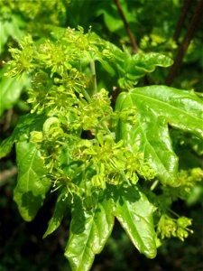 Feldahorn (Acer campestre) auf einem Grünstreifen zwischen Eisenbahnstraße und Am Damm in Hockenheim