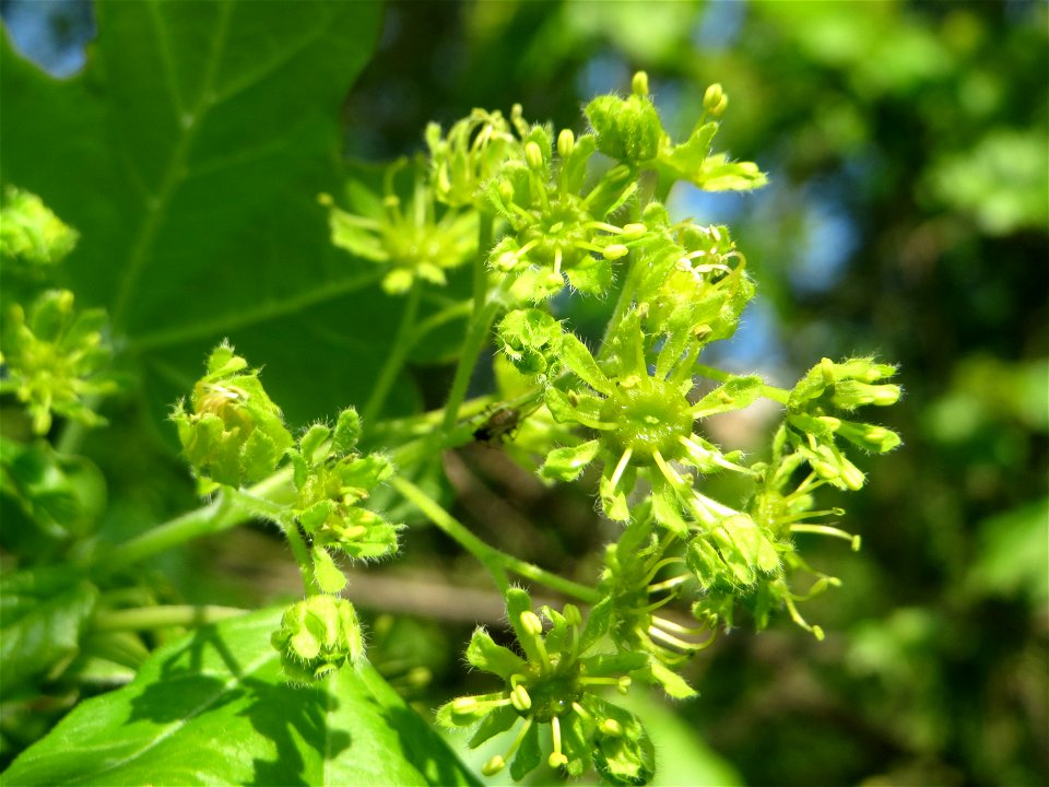 Feldahorn (Acer campestre) auf einem Grünstreifen zwischen Eisenbahnstraße und Am Damm in Hockenheim