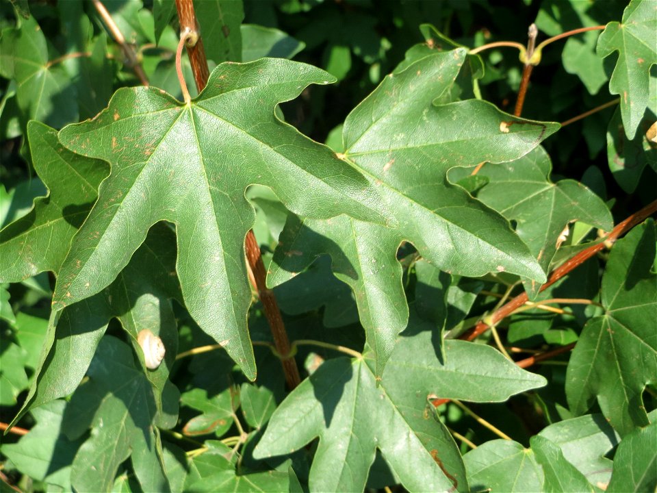 Blätter vom Feldahorn (Acer campestre) in Hockenheim-Talhaus
