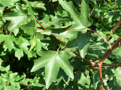 Blätter vom Feldahorn (Acer campestre) in Hockenheim-Talhaus photo