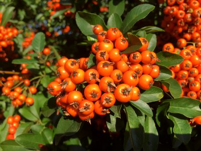 Bush close up orange