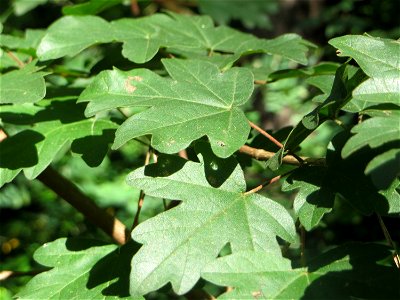 Blätter vom Feldahorn (Acer campestre) in der Schwetzinger Hardt an einem Randstreifen der Bahnstrecke Mannheim-Karlsruhe - vorherrschend im Wald sind eher das Berg- und Spitz-Ahorn, nur an lichten St