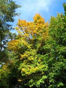 Herbstliches Feldahorn (Acer campestre) in der Schwetzinger Hardt photo