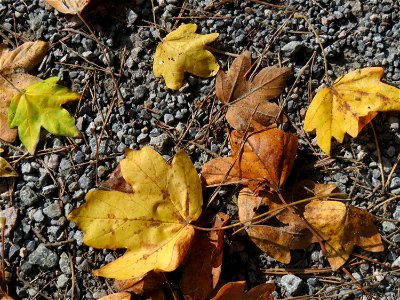 Herabgefallene Blätter vom Feldahorn (Acer campestre) in der Schwetzinger Hardt photo