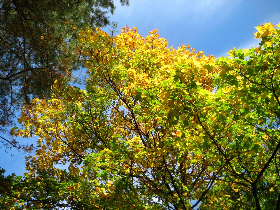 Herbstliches Feldahorn (Acer campestre) in der Schwetzinger Hardt