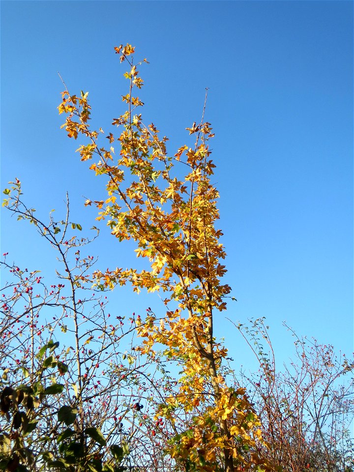 Feldahorn (Acer campestre) in Hockenheim
