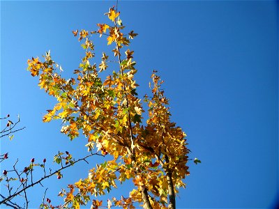 Feldahorn (Acer campestre) in Hockenheim photo