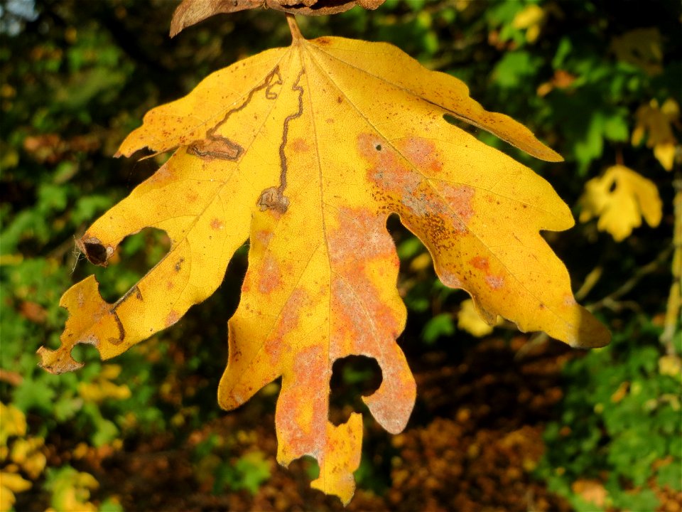 Feldahorn (Acer campestre) in Hockenheim photo