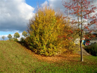 Feldahorn (Acer campestre) an der Saar in Saarbrücken photo