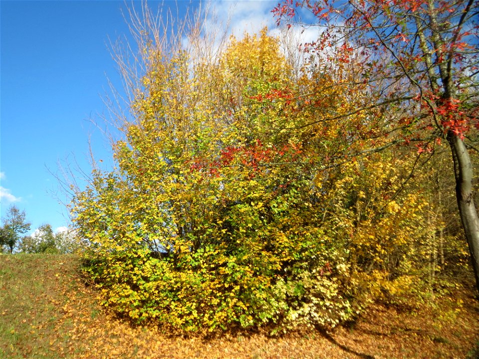 Feldahorn (Acer campestre) an der Saar in Saarbrücken
