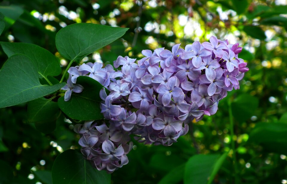 Without spring garden
