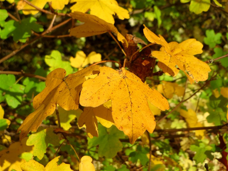 Feldahorn (Acer campestre) an der Saar in Saarbrücken
