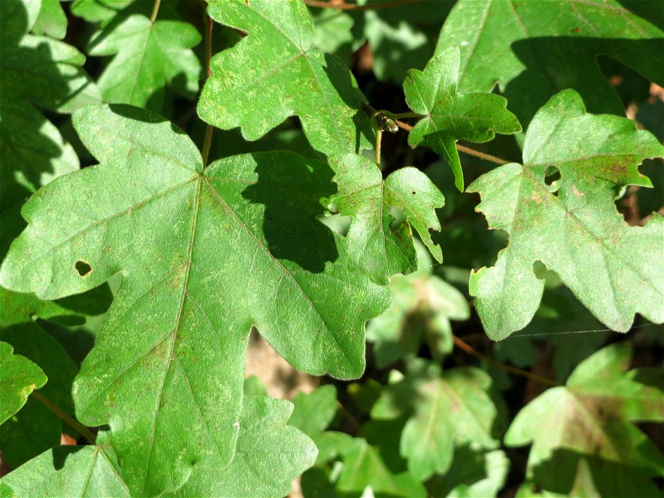 Feldahorn (Acer campestre) in der ehem. Bismarckanlage in Sankt Arnual