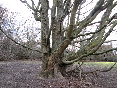 Feldahorn (Acer campestre) in Hockenheim
