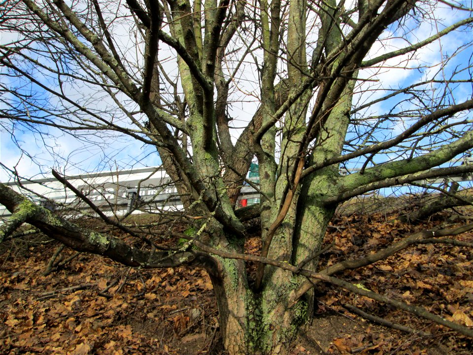 Feldahorn (Acer campestre) an der Böschung der A61 in Hockenheim-Talhaus