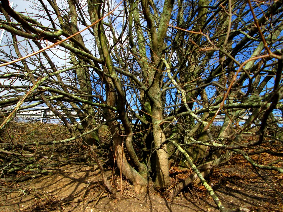 Feldahorn (Acer campestre) an der Böschung der A61 in Hockenheim-Talhaus