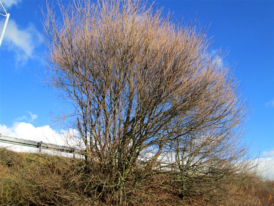 Feldahorn (Acer campestre) an der Böschung der A61 in Hockenheim-Talhaus