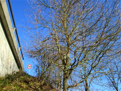 Feldahorn (Acer campestre) an der Böschung der A61 in Hockenheim photo