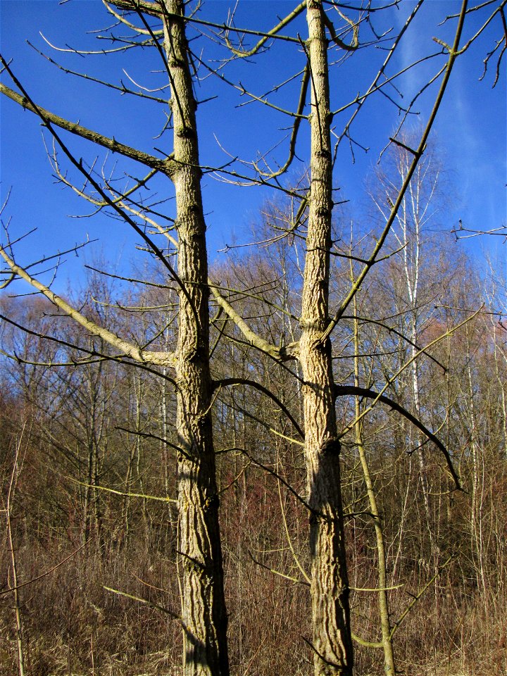 Feldahorn (Acer campestre) im Naturschutzgebiet „St. Arnualer Wiesen“