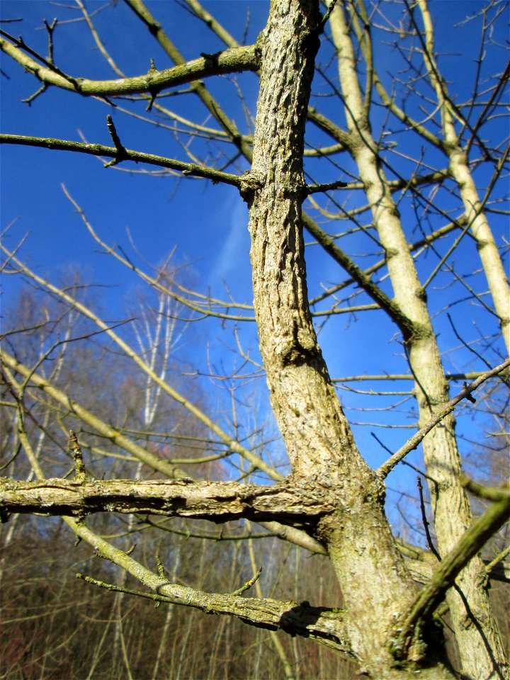 Feldahorn (Acer campestre) im Naturschutzgebiet „St. Arnualer Wiesen“