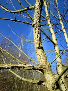 Feldahorn (Acer campestre) im Naturschutzgebiet „St. Arnualer Wiesen“ photo