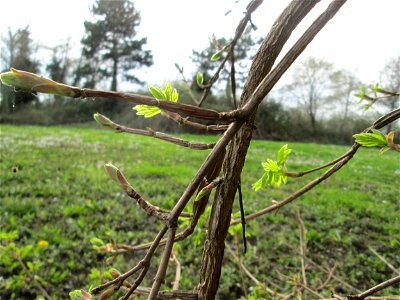 Aufknospendes Feldahorn (Acer campestre) im Gartenschaupark Hockenheim mit deutlich sichtbaren Korkleisten