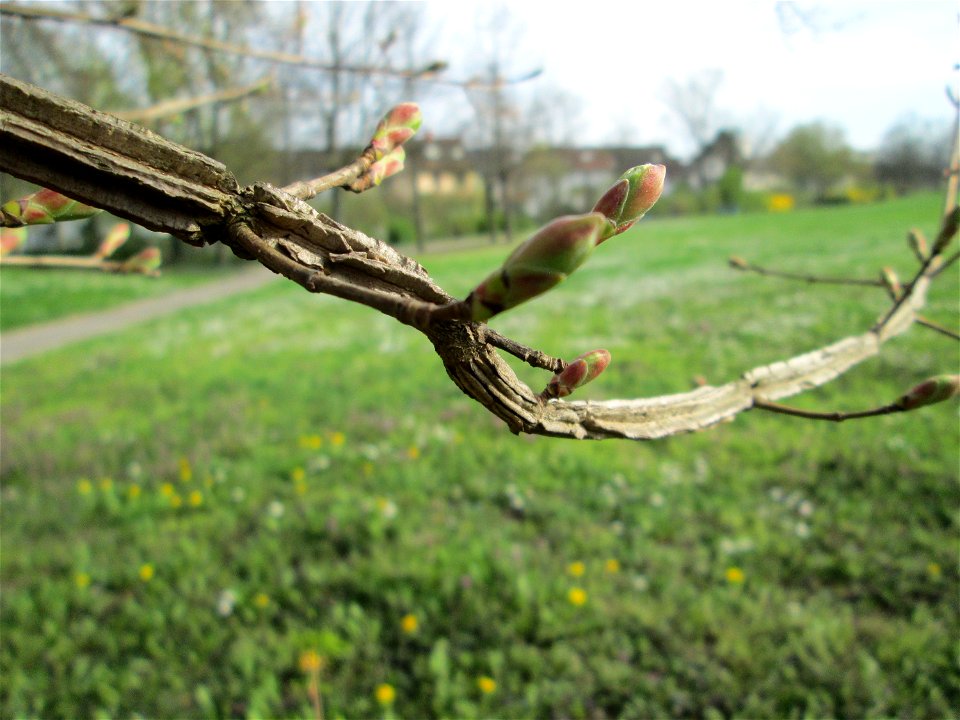 Aufknospendes Feldahorn (Acer campestre) im Gartenschaupark Hockenheim mit deutlich sichtbaren Korkleisten