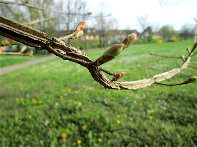 Aufknospendes Feldahorn (Acer campestre) im Gartenschaupark Hockenheim mit deutlich sichtbaren Korkleisten photo