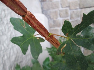 Feldahorn (Acer campestre) an der Carl-Theodor-Straße in Schwetzingen photo