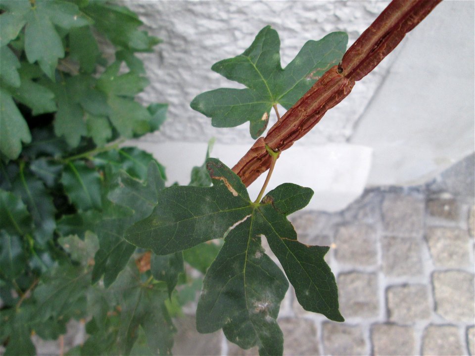 Feldahorn (Acer campestre) an der Carl-Theodor-Straße in Schwetzingen